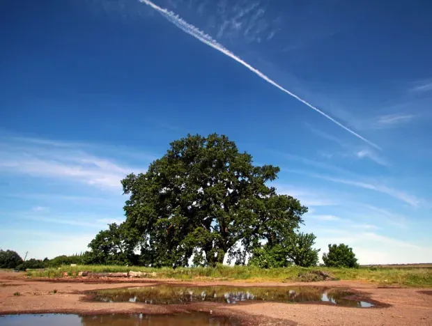 A valley oak spreading over flat open ground